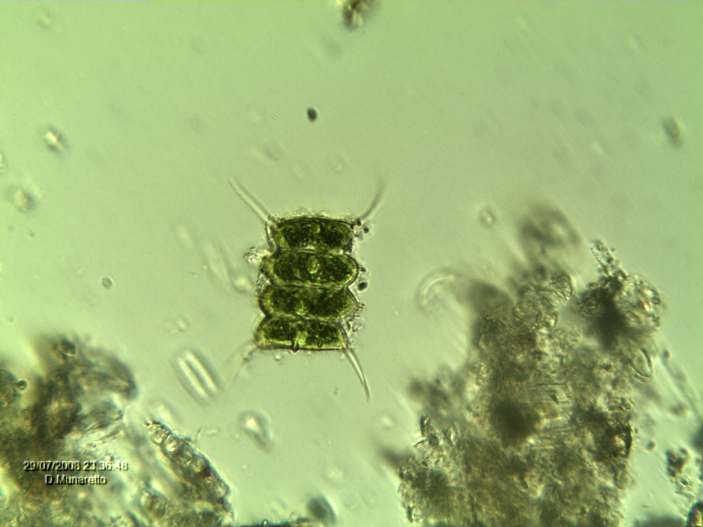 Scenedesmus sp.